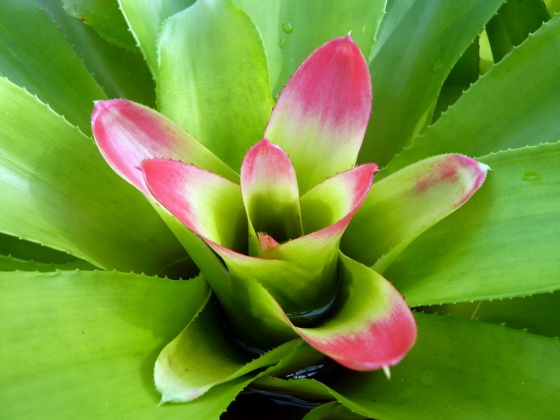 نیدولاریوم اینوسنتی